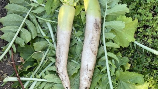 daikon radish